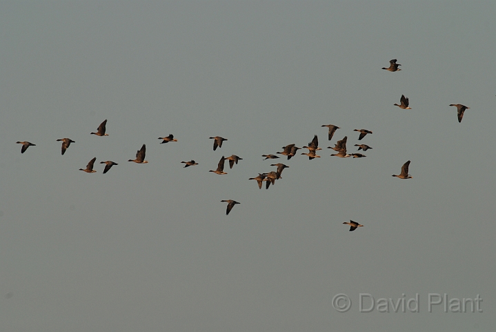 Pink-footed geese flock - A.JPG - Pink-footed geese flock - Norfolk
